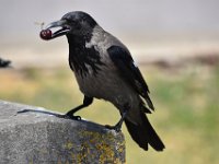 DSC 0556