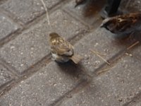 DSC 0708