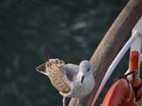DSC 5323