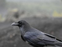 DSC 5720