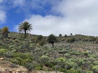 IMG 2637