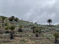 IMG 2639