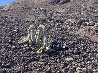 IMG 3247