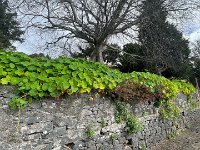 IMG 4964