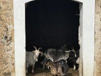 IMG 8387