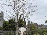 IMG 5677