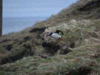 04.05.2026 - Shetland Inseln