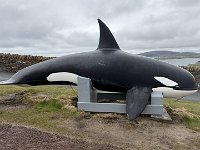IMG 6019