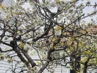 IMG 6171