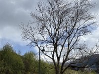 IMG 6705