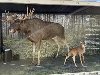 IMG 7429